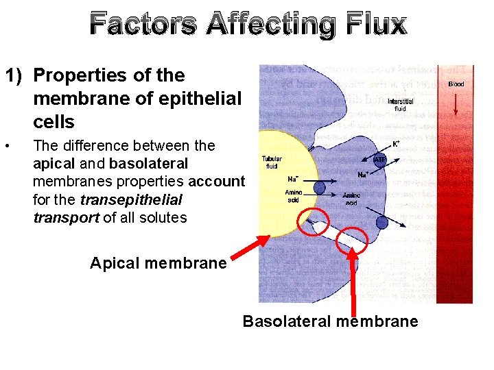 Factors Affecting Flux 1) Properties of the membrane of epithelial cells • The difference