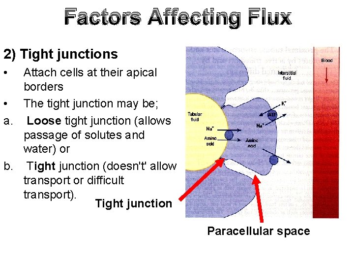 Factors Affecting Flux 2) Tight junctions • Attach cells at their apical borders •