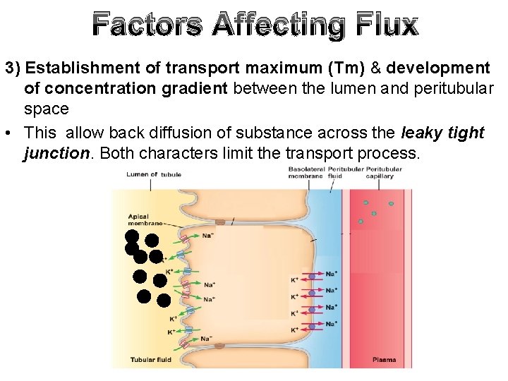 Factors Affecting Flux 3) Establishment of transport maximum (Tm) & development of concentration gradient