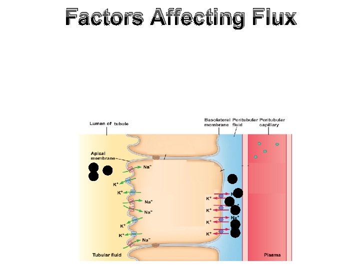Factors Affecting Flux 