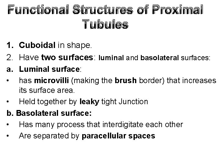 Functional Structures of Proximal Tubules 1. Cuboidal in shape. 2. Have two surfaces: luminal