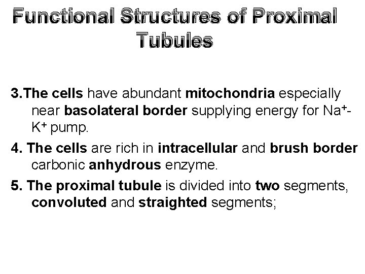 Functional Structures of Proximal Tubules 3. The cells have abundant mitochondria especially near basolateral