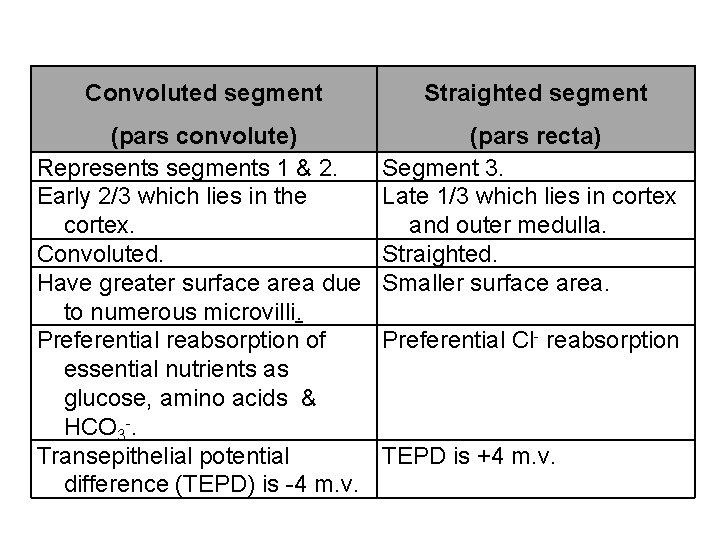 Convoluted segment Straighted segment (pars convolute) Represents segments 1 & 2. Early 2/3 which