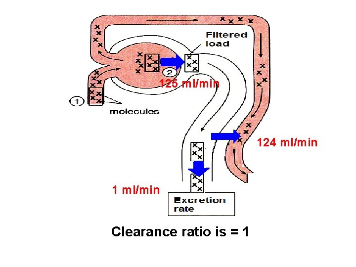 125 ml/min 124 ml/min 1 ml/min Clearance ratio is = 1 