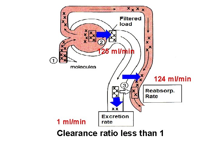 125 ml/min 124 ml/min 1 ml/min Clearance ratio less than 1 