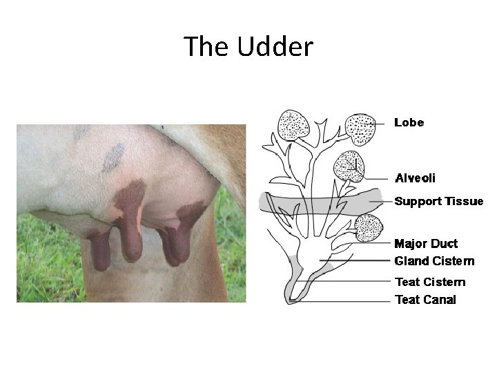 The Udder 