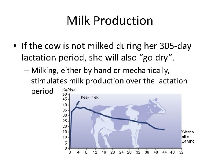 Lactation The Udder Milk Production After birth milk
