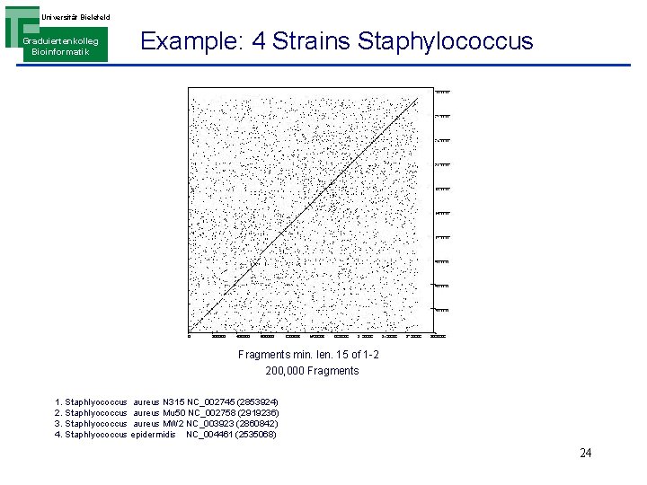 Universität Bielefeld Graduiertenkolleg Bioinformatik Example: 4 Strains Staphylococcus Fragments min. len. 15 of 1