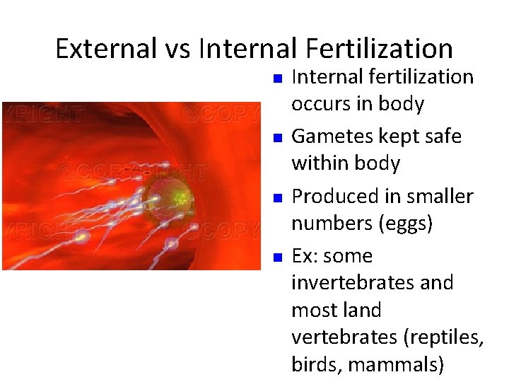 External vs Internal Fertilization n n Internal fertilization occurs in body Gametes kept safe