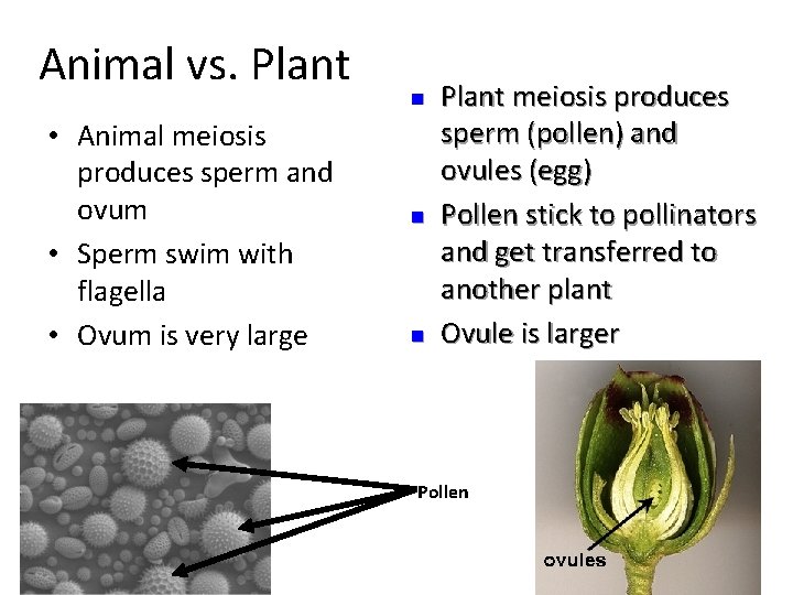 Animal vs. Plant • Animal meiosis produces sperm and ovum • Sperm swim with
