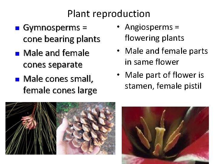 Plant reproduction n Gymnosperms = cone bearing plants Male and female cones separate Male