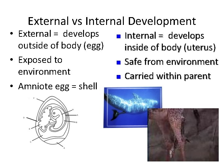 External vs Internal Development • External = develops outside of body (egg) • Exposed