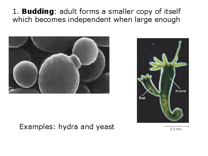 1. Budding: adult forms a smaller copy of itself which becomes independent when large