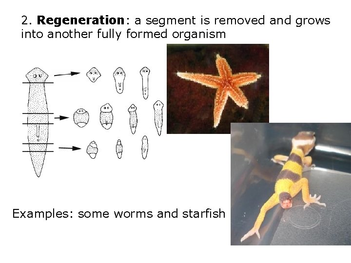 2. Regeneration: a segment is removed and grows into another fully formed organism Examples: