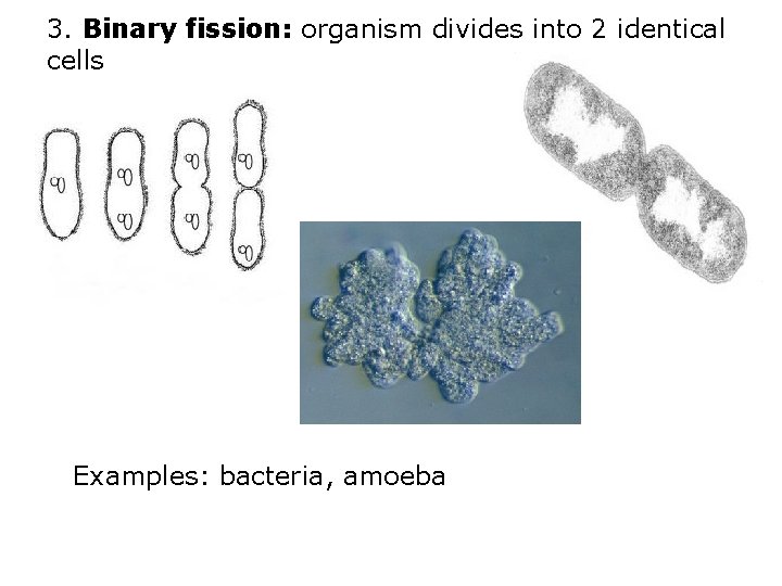 3. Binary fission: organism divides into 2 identical cells Examples: bacteria, amoeba 
