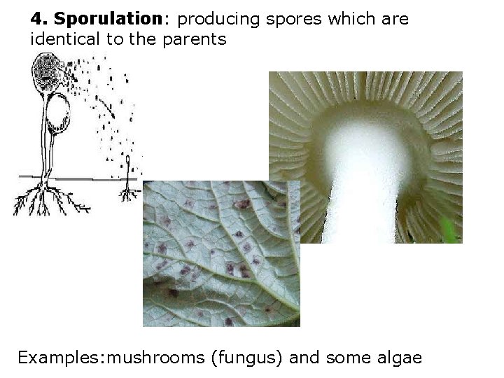 4. Sporulation: producing spores which are identical to the parents Examples: mushrooms (fungus) and