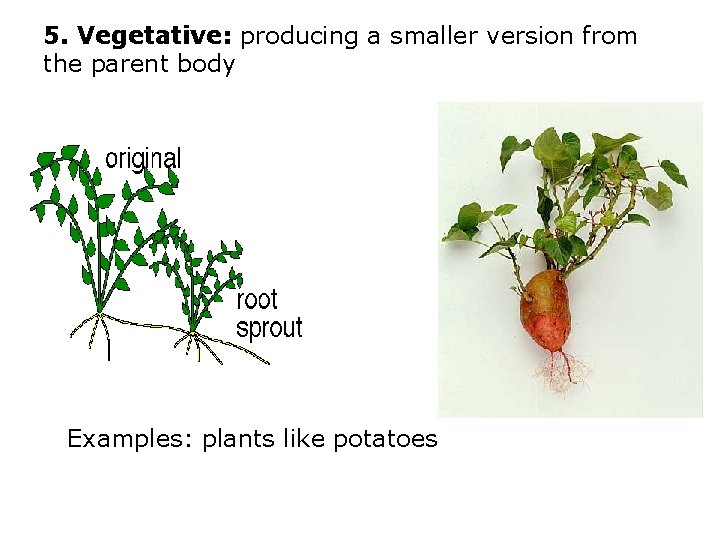 5. Vegetative: producing a smaller version from the parent body Examples: plants like potatoes