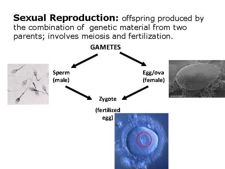 Sexual Reproduction: offspring produced by the combination of genetic material from two parents; involves