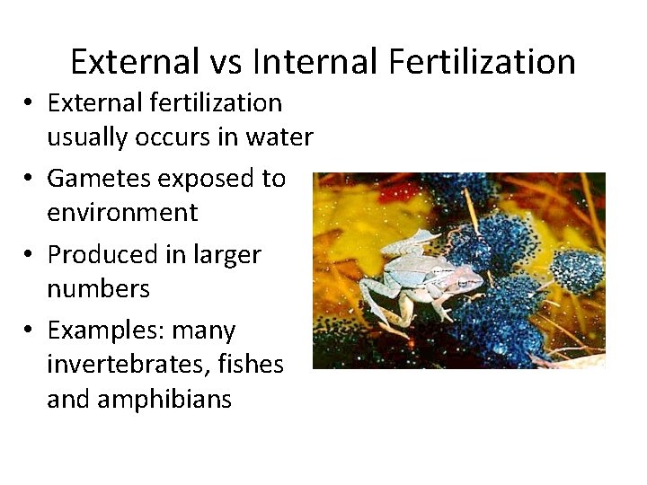 External vs Internal Fertilization • External fertilization usually occurs in water • Gametes exposed