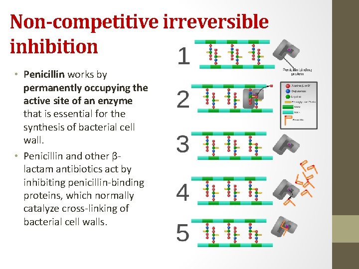 Non-competitive irreversible inhibition • Penicillin works by permanently occupying the active site of an