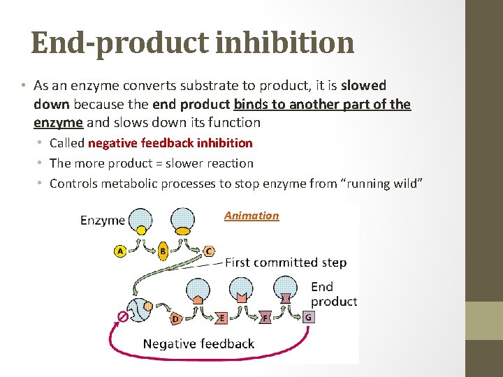 End-product inhibition • As an enzyme converts substrate to product, it is slowed down