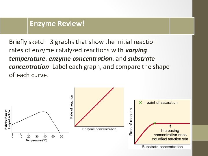 Enzyme Review! Briefly sketch 3 graphs that show the initial reaction rates of enzyme
