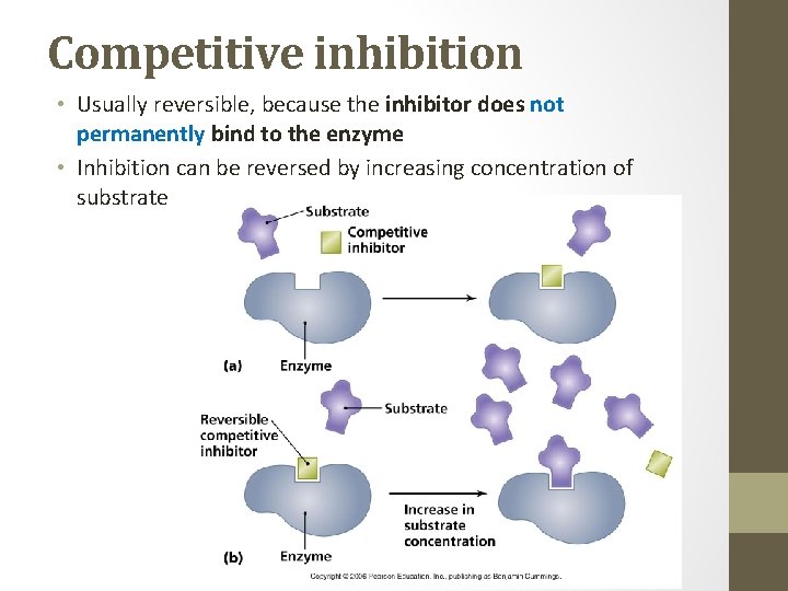 Competitive inhibition • Usually reversible, because the inhibitor does not permanently bind to the