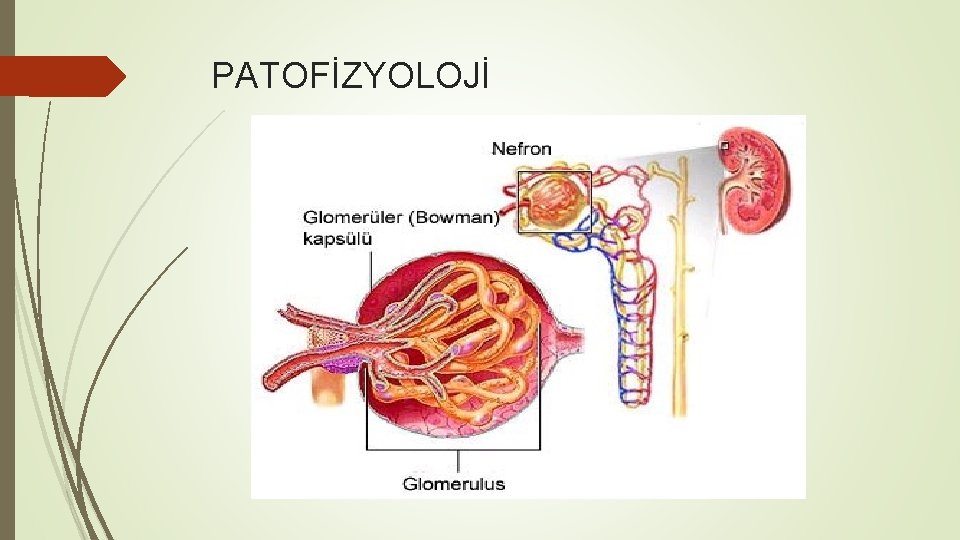 PATOFİZYOLOJİ 