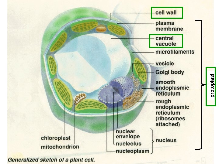 protoplast plasma membrane 