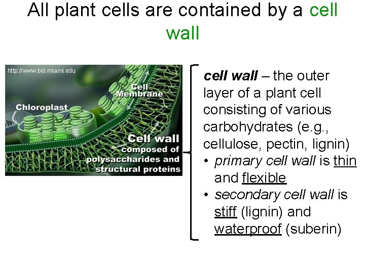 All plant cells are contained by a cell wall http: //www. bio. miami. edu
