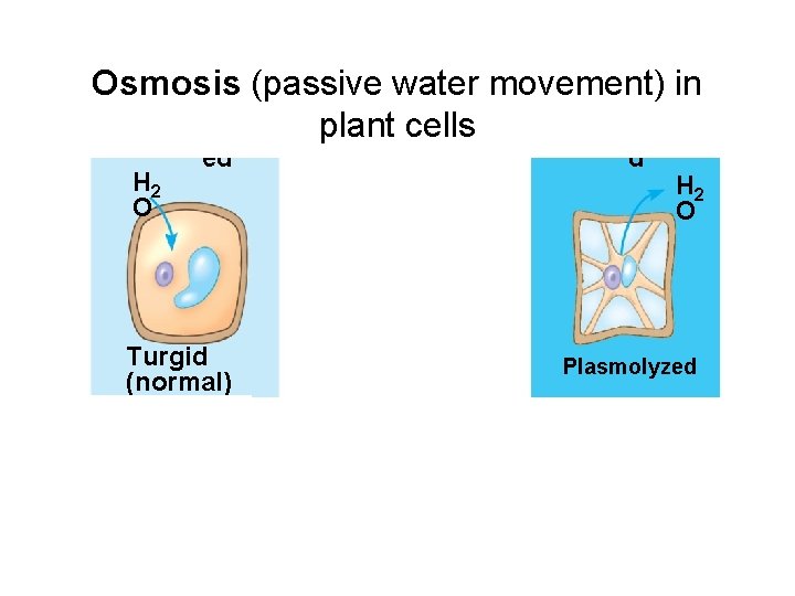 O O Osmosis (passive water movement) in plant cells Lys Norm Shrivele H 2