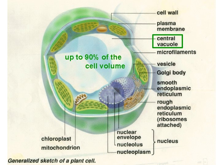 up to 90% of the cell volume plasma membrane 