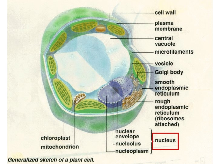 plasma membrane 