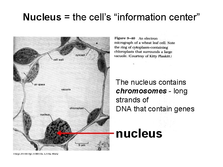 Nucleus = the cell’s “information center” The nucleus contains chromosomes - long strands of