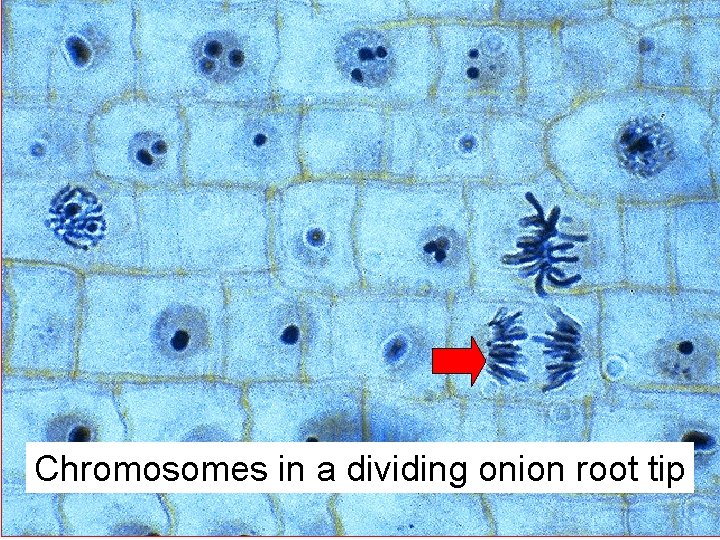 Chromosomes in a dividing onion root tip 