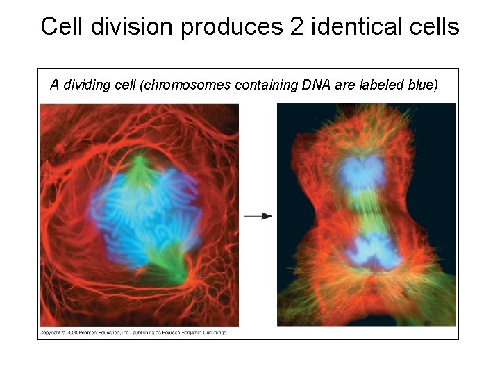Cell division produces 2 identical cells A dividing cell (chromosomes containing DNA are labeled