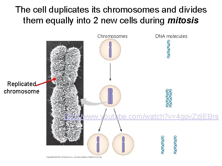 The cell duplicates its chromosomes and divides them equally into 2 new cells during