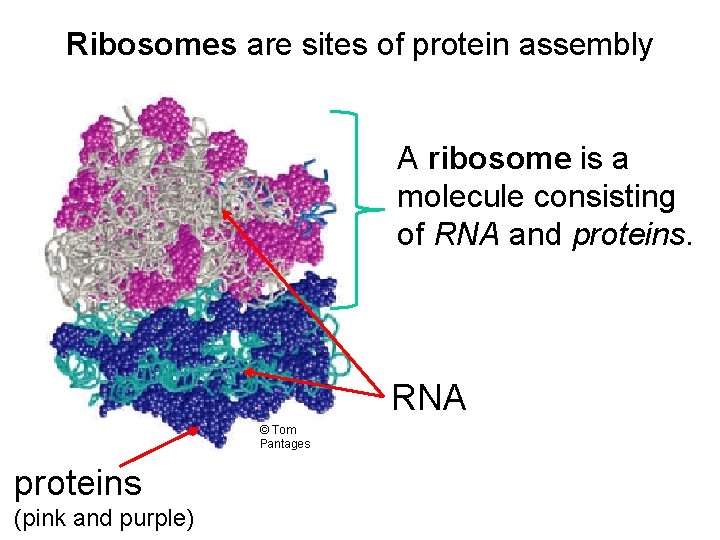 Ribosomes are sites of protein assembly A ribosome is a molecule consisting of RNA