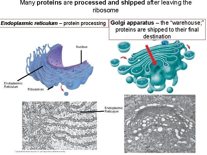 Many proteins are processed and shipped after leaving the ribosome Endoplasmic reticulum – protein