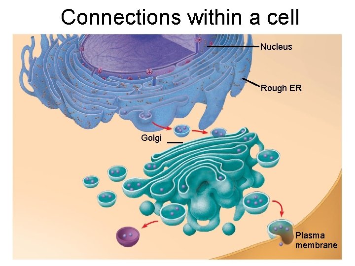 Connections within a cell Nucleus Rough ER Golgi Plasma membrane 