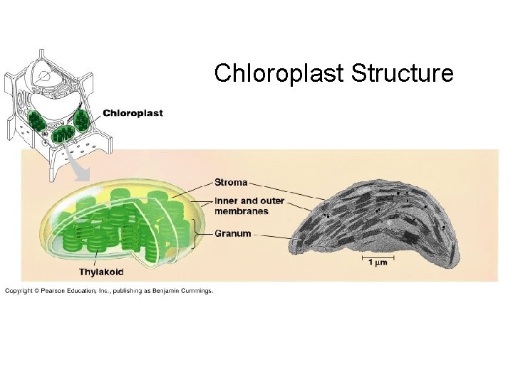 Chloroplast Structure 