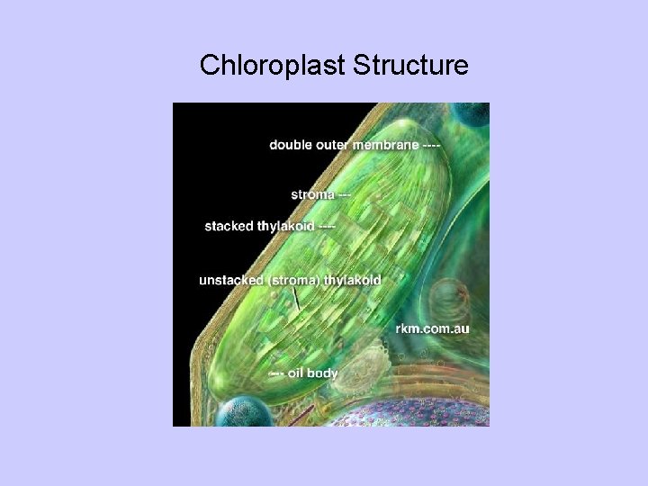 Chloroplast Structure 