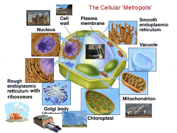 The Cellular ‘Metropolis’ with ribosomes 