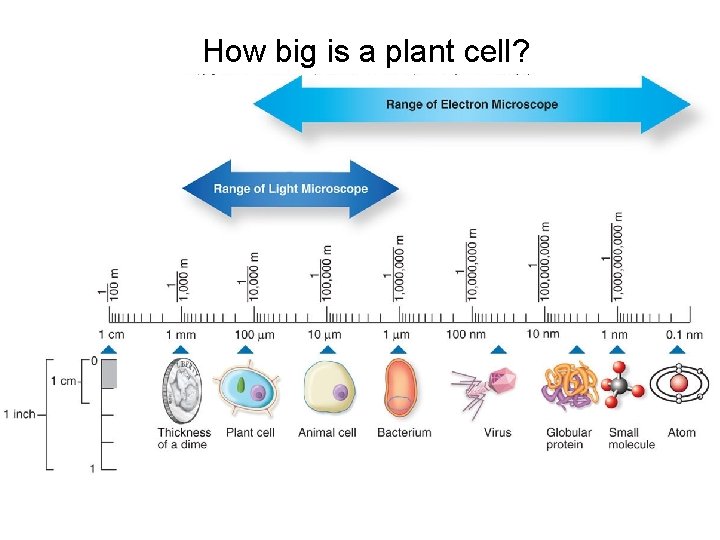 How big is a plant cell? 