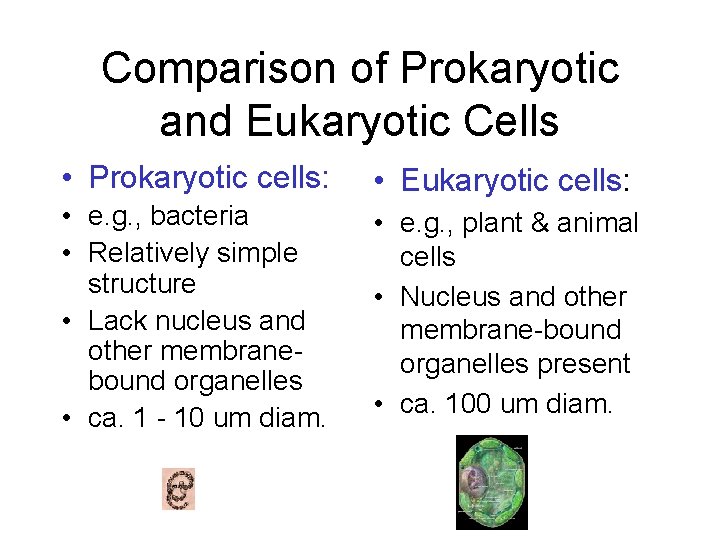 Comparison of Prokaryotic and Eukaryotic Cells • Prokaryotic cells: • Eukaryotic cells: • e.