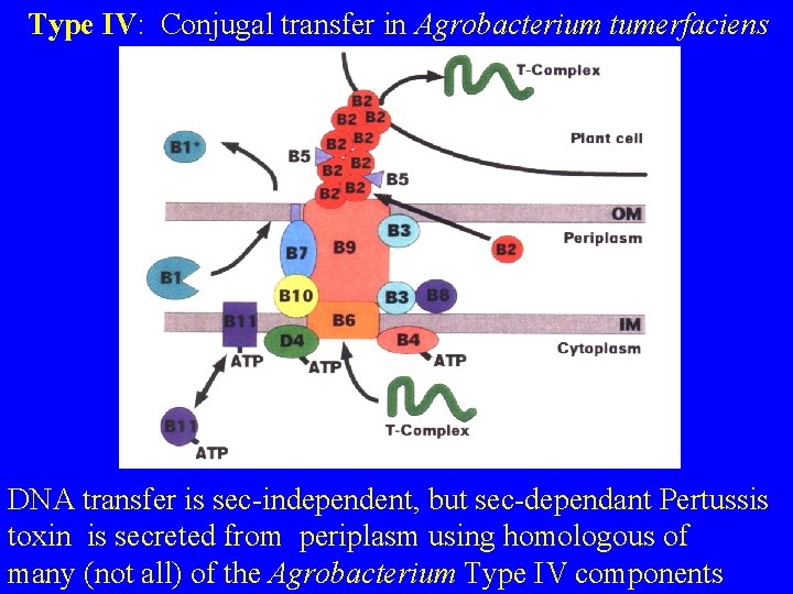 Type IV: Conjugal transfer in Agrobacterium tumerfaciens DNA transfer is sec-independent, but sec-dependant Pertussis