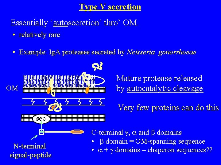 Type V secretion Essentially ‘autosecretion’ thro’ OM. • relatively rare • Example: Ig. A