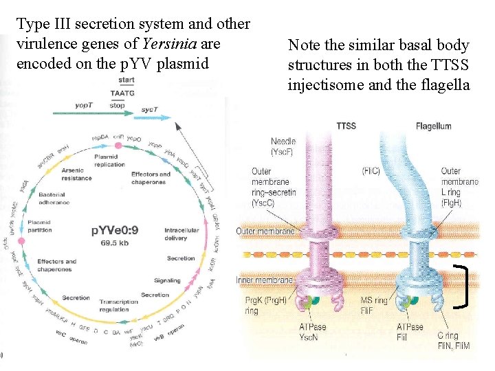 Type III secretion system and other virulence genes of Yersinia are encoded on the
