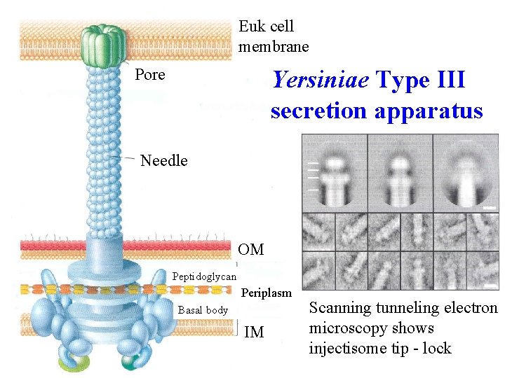 Euk cell membrane Pore Yersiniae Type III secretion apparatus Needle OM Peptidoglycan Periplasm Basal