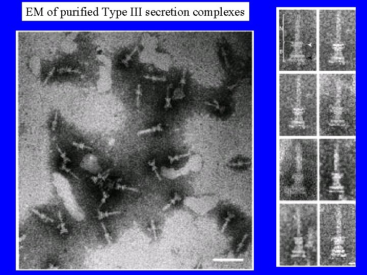 EM of purified Type III secretion complexes 